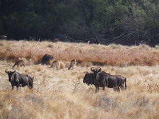 Lionsrock | Südafrika