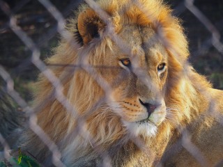 Lionsrock | Südafrika