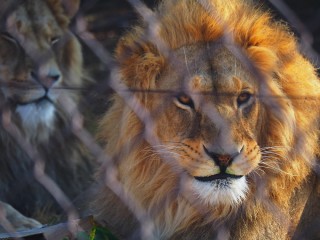 Lionsrock | Südafrika