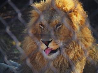 Lionsrock | Südafrika