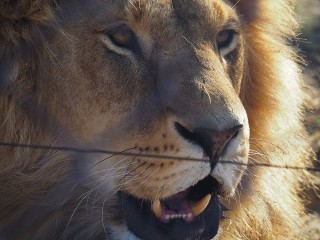 Lionsrock | Südafrika