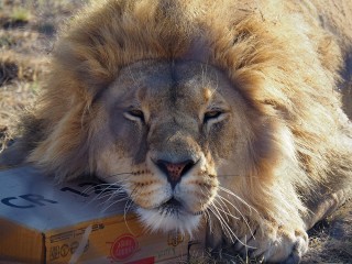 Lionsrock | Südafrika