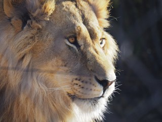 Lionsrock | Südafrika