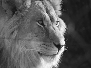 Lionsrock | Südafrika