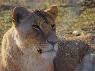 Lionsrock | Südafrika