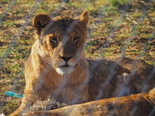 Lionsrock | Südafrika