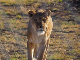 Lionsrock | Südafrika