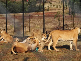 Lionsrock | Südafrika