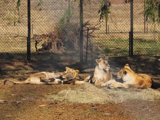 Lionsrock | Südafrika