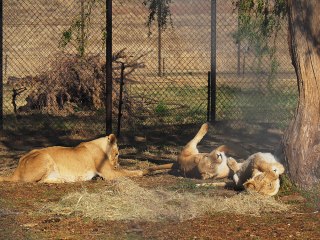 Lionsrock | Südafrika