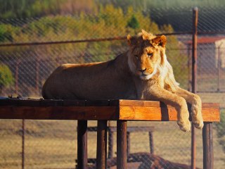 Lionsrock | Südafrika