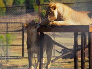 Lionsrock | Südafrika