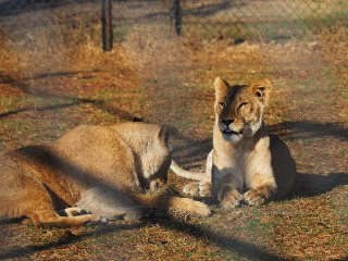 Lionsrock | Südafrika