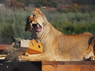 Lionsrock | Südafrika