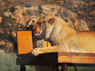 Lionsrock | Südafrika