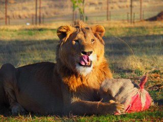 Lionsrock | Südafrika