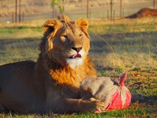 Lionsrock | Südafrika