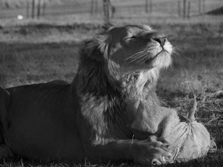 Lionsrock | Südafrika