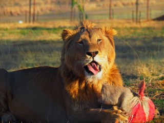 Lionsrock | Südafrika