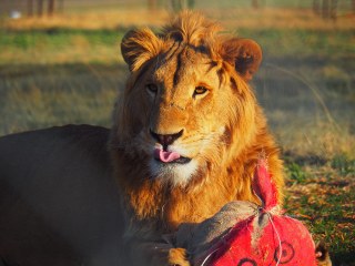 Lionsrock | Südafrika