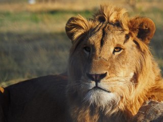 Lionsrock | Südafrika