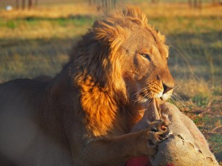 Lionsrock | Südafrika