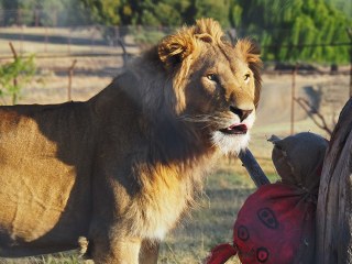 Lionsrock | Südafrika