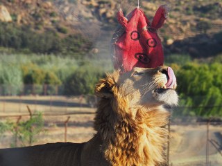 Lionsrock | Südafrika