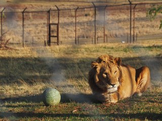 Lionsrock | Südafrika