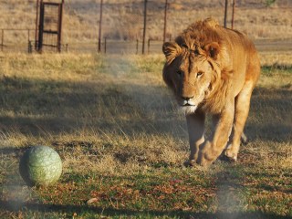 Lionsrock | Südafrika