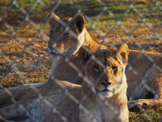 Lionsrock | Südafrika