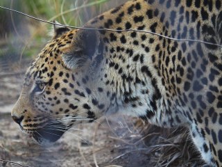 Lionsrock | Südafrika