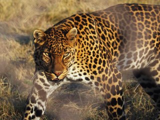 Lionsrock | Südafrika