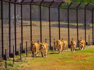 Lionsrock | Südafrika
