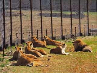 Lionsrock | Südafrika