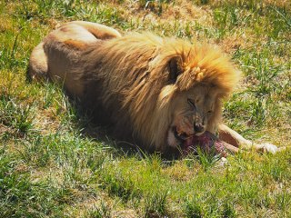 Lionsrock | Südafrika