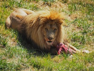 Lionsrock | Südafrika