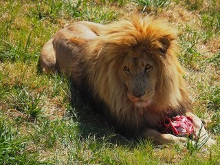 Lionsrock | Südafrika