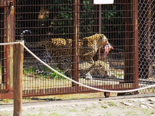 Lionsrock | Südafrika