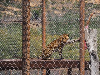 Lionsrock | Südafrika