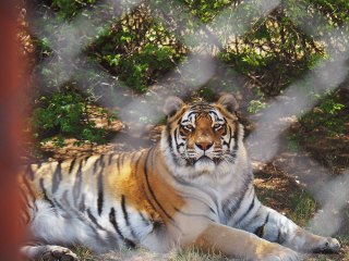 Lionsrock | Südafrika