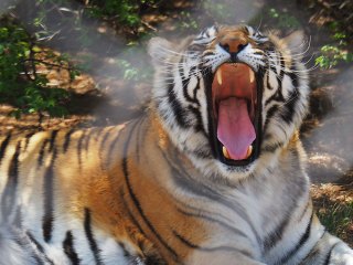 Lionsrock | Südafrika