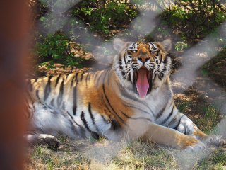 Lionsrock | Südafrika