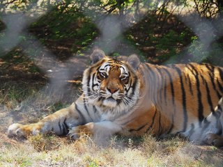 Lionsrock | Südafrika