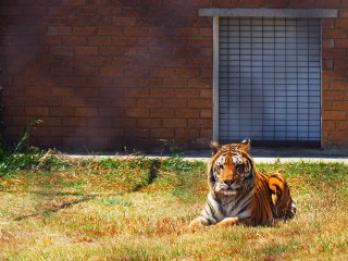 Lionsrock | Südafrika