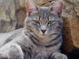 Lionsrock | Südafrika