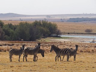 Lionsrock | Südafrika