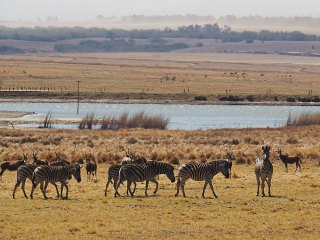 Lionsrock | Südafrika