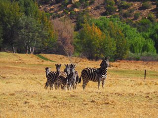 Lionsrock | Südafrika