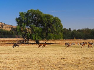 Lionsrock | Südafrika